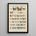 Papillons exotiques Pl094 - Otto Staudinger — gerahmtes Bild an der Wand