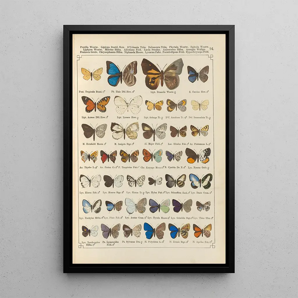 Papillons exotiques Pl094 - Otto Staudinger — gerahmtes Bild an der Wand