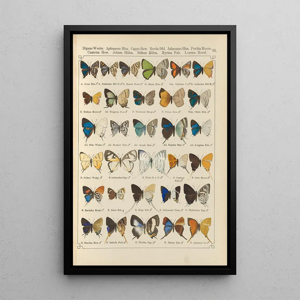 Papillons exotiques Pl095 - Otto Staudinger — gerahmtes Bild an der Wand