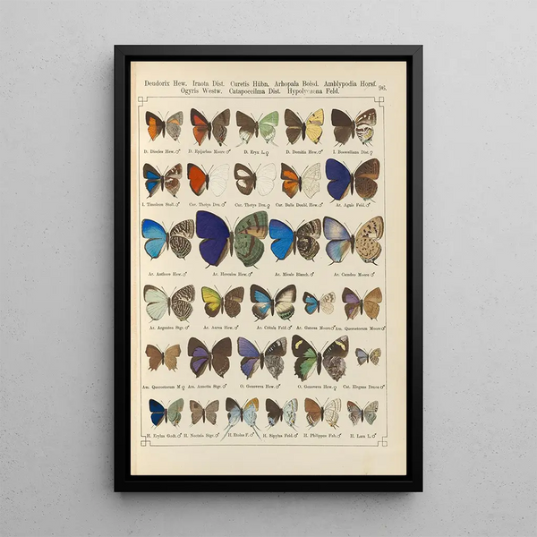 Papillons exotiques Pl096 - Otto Staudinger — gerahmtes Bild an der Wand
