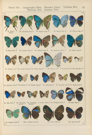 Otto Staudinger - Exotische schmetterlinge Pl097.webp