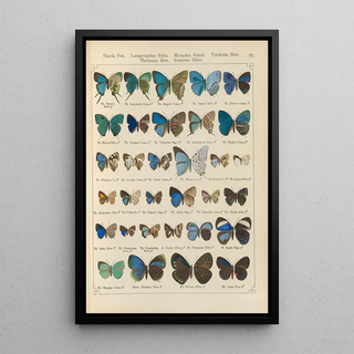 Otto Staudinger - Exotische schmetterlinge Pl097.webp