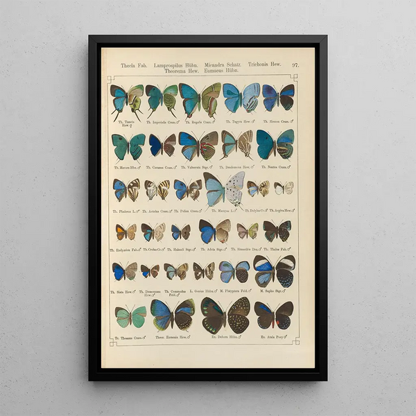 Papillons exotiques Pl097 - Otto Staudinger — gerahmtes Bild an der Wand