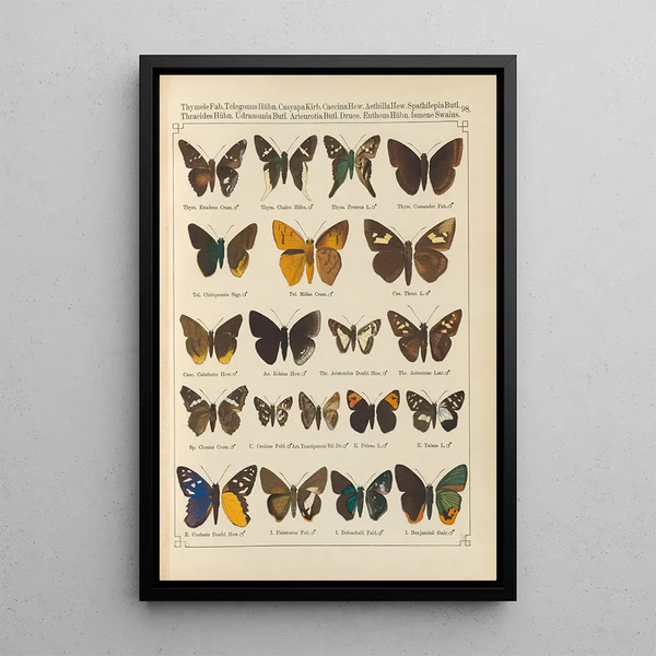 Papillons exotiques Pl098 - Otto Staudinger — gerahmtes Bild an der Wand