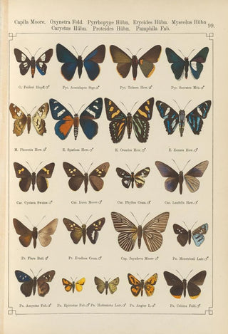 Otto Staudinger - Exotische schmetterlinge Pl099.webp