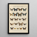 Papillons exotiques Pl099 - Otto Staudinger — gerahmtes Bild an der Wand