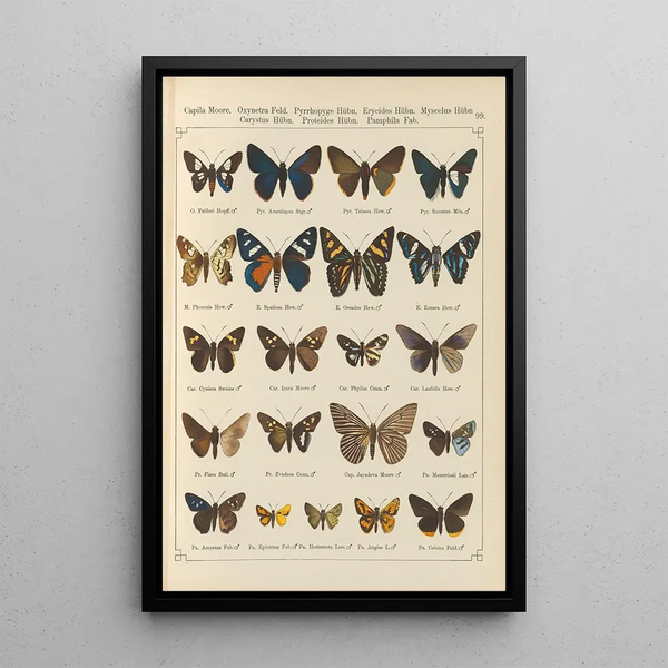 Papillons exotiques Pl099 - Otto Staudinger — gerahmtes Bild an der Wand