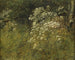 Studie der Berce des Kaukasus - P. C. Skovgaard — Ansicht des Kunstwerks