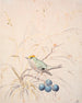 Ein königlicher Vogel auf einem verstreuten Zweig - P. C. Skovgaard — Ansicht des Kunstwerks