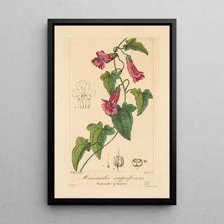 Pancrace Bessa - Maurandia semperflorens.webp