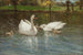 Cygnes et cygneaux - Patrick Downie — Ansicht des Kunstwerks