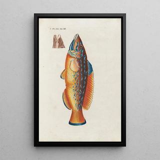 Peder Ascanius - Icones rerum naturalium ou figures enlumines dhistoire naturelle du nord Pl12.webp