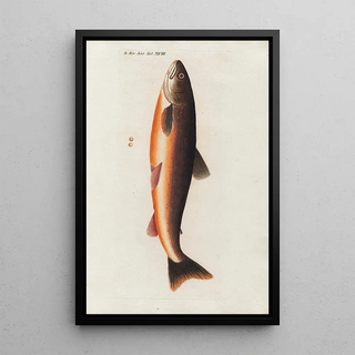 Peder Ascanius - Icones rerum naturalium ou figures enlumines dhistoire naturelle du nord Pl18.webp