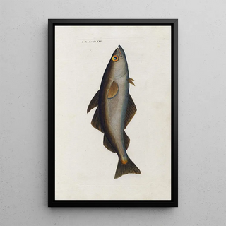 Peder Ascanius - Icones rerum naturalium ou figures enlumines dhistoire naturelle du nord Pl21.webp