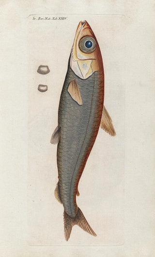 Peder Ascanius - Icones rerum naturalium ou figures enlumines dhistoire naturelle du nord Pl24.webp