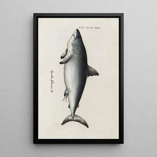 Peder Ascanius - Icones rerum naturalium ou figures enlumines dhistoire naturelle du nord Pl31.webp