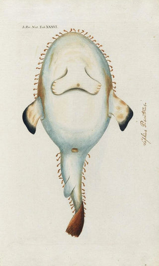 Peder Ascanius - Icones rerum naturalium ou figures enlumines dhistoire naturelle du nord Pl36.webp