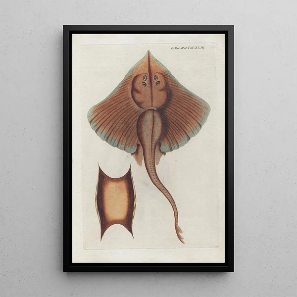 Icones rerum naturalium ou figures enluminées d'histoire naturelle du nord Pl43 - Peder Ascanius — gerahmtes Bild an der Wand