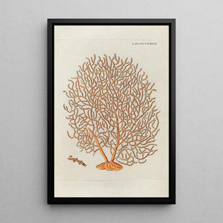 Peder Ascanius - Icones rerum naturalium ou figures enlumines dhistoire naturelle du nord Pl49.webp