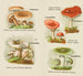 Petit atlas des champignons Pl6 - Delachaux Niestlé — Ansicht des Kunstwerks