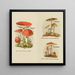Petit atlas des champignons Pl8 - Delachaux Niestle — gerahmtes Bild an der Wand