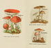 Petit atlas des champignons Pl8 - Delachaux Niestle — Ansicht des Kunstwerks