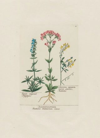 Petr Martynovich Gofman - Hyssopus Gentiana Centaurium minus Melilotus.webp