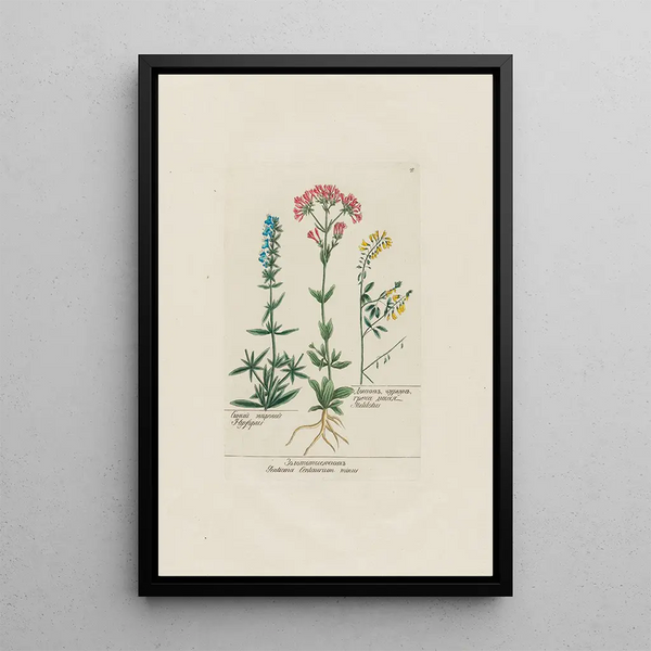 Hysope Gentiane Centaurium minus Mélilot - Petr Martynovich Gofman — gerahmtes Bild an der Wand