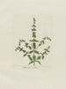 Menthe croustillante - Petr Martynovich Gofman — Ansicht des Kunstwerks
