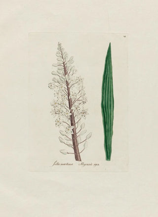 Petr Martynovich Gofman - Scilla maritima.webp