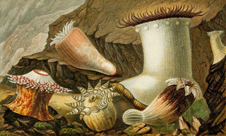 Philip Henry Gosse - Hormathia Margaritae Phellia BrodriciiPeachia hastata P undata.webp