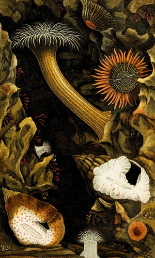 Philip Henry Gosse - Sagartia troglodytes S viduata S pallida S pura Adamsia palliata.webp