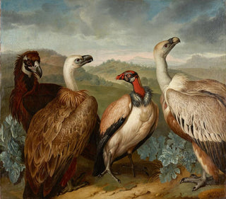 Philipp Ferdinand de Hamilton - Vier Geier Verschiedener Art.webp