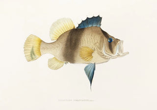 Philipp Franz Balthasar von Siebold - Fauna japonica Pl003.webp