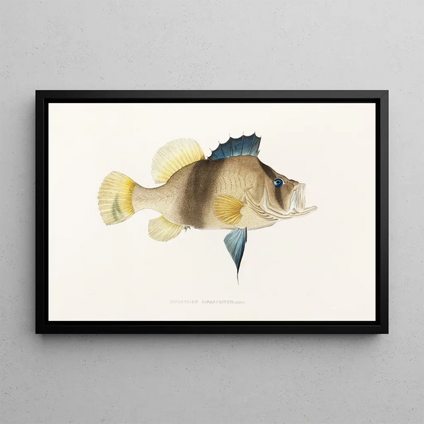 Fauna japonica Pl003 - Philipp Franz Balthasar von Siebold — gerahmtes Bild an der Wand