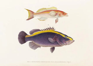 Philipp Franz Balthasar von Siebold - Fauna japonica Pl008.webp
