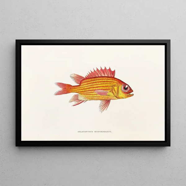 Fauna japonica Pl013 - Philipp Franz Balthasar von Siebold — gerahmtes Bild an der Wand