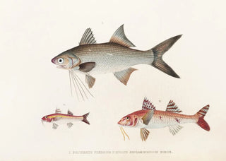 Philipp Franz Balthasar von Siebold - Fauna japonica Pl019.webp
