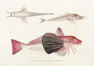 Philipp Franz Balthasar von Siebold - Fauna japonica Pl023.webp