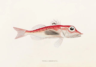 Philipp Franz Balthasar von Siebold - Fauna japonica Pl024.webp