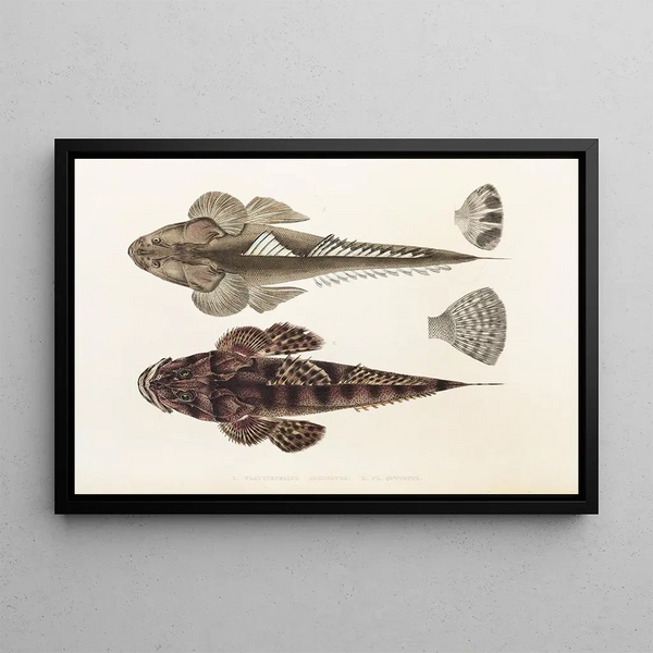 Fauna japonica Pl025 - Philipp Franz Balthasar von Siebold — gerahmtes Bild an der Wand