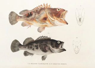 Philipp Franz Balthasar von Siebold - Fauna japonica Pl032.webp