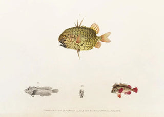 Philipp Franz Balthasar von Siebold - Fauna japonica Pl033.webp