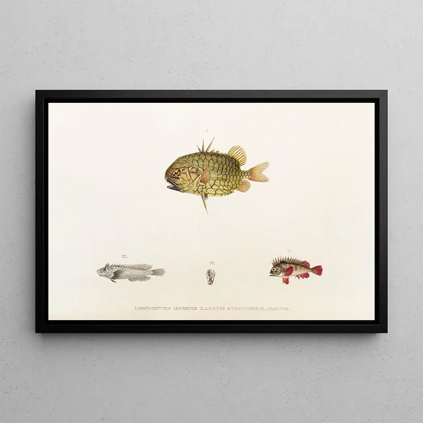 Fauna japonica Pl033 - Philipp Franz Balthasar von Siebold — gerahmtes Bild an der Wand