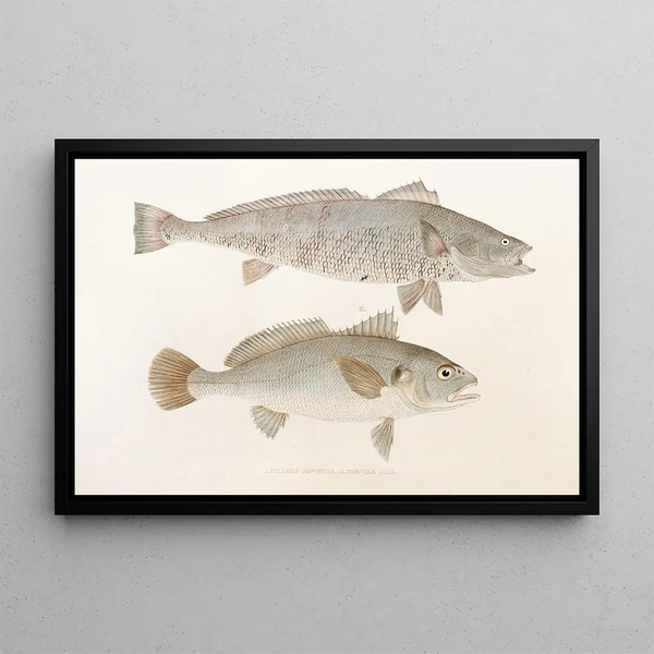 Fauna japonica Pl036 - Philipp Franz Balthasar von Siebold — gerahmtes Bild an der Wand
