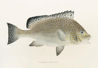 Philipp Franz Balthasar von Siebold - Fauna japonica Pl039.webp