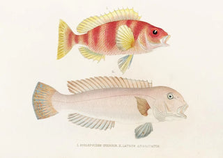 Philipp Franz Balthasar von Siebold - Fauna japonica Pl041.webp