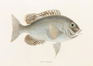 Philipp Franz Balthasar von Siebold - Fauna japonica Pl049.webp