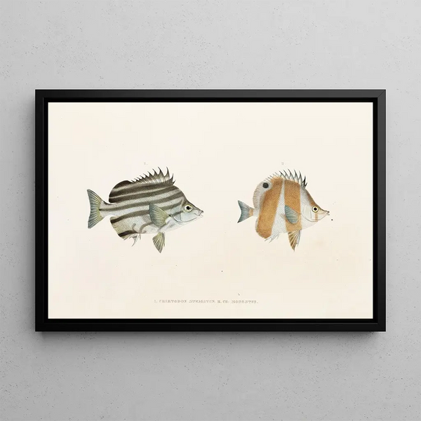 Fauna japonica Pl054 - Philipp Franz Balthasar von Siebold — gerahmtes Bild an der Wand