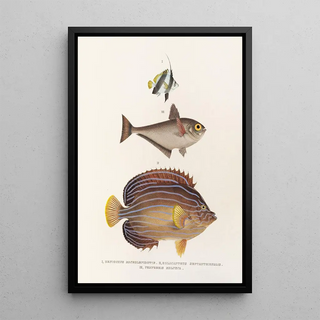 Philipp Franz Balthasar von Siebold - Fauna japonica Pl057.webp